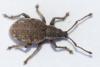 Peritelus sphaeroides